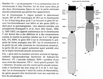 Structure des chromosomes X et Y