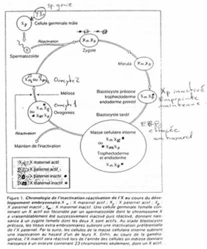 Chronologie d'inactivation de gènes sexuels