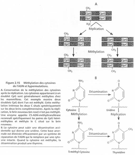 Méthylation des cytosines de l'ADN et hypermutations