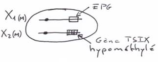 Réactivation de X pour l'EGP