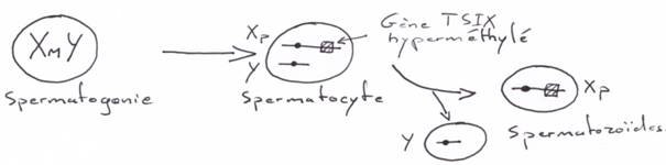 Réactivation de X pour l'EGP chez le mâle