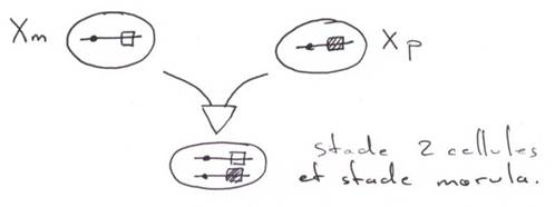 Fécondation et EGP