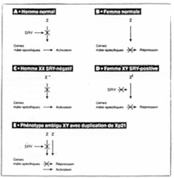 Relations génotypes/phénotypes chez l'Homme