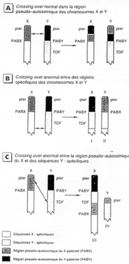 Cross-over dans les chromosomes sexuels