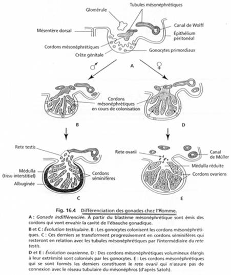Différenciation des gonades chez l'homme