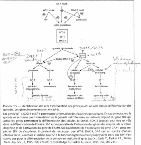 Identifications des sites d'intervention des gènes jouant un rôle dans la différenciation des gonades