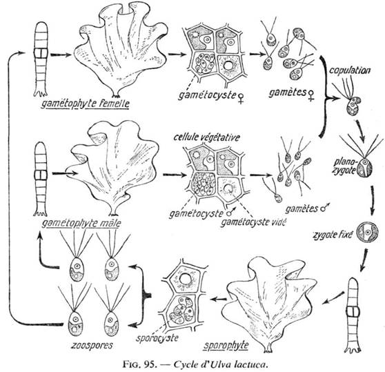 Cycle d'Ulva lactuca