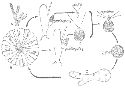 Cycle de Codium sp.