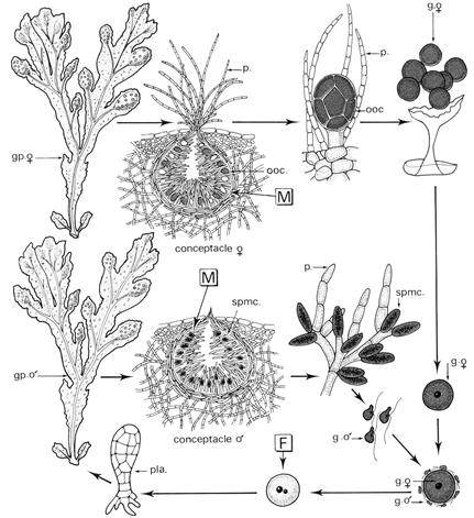 Cycle de Fucus serratus