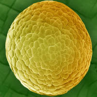 Blastula d'amphibien