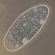 Paramécie (protozoaire)