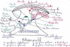 Mollusque hypothétique triploblastique coelomate