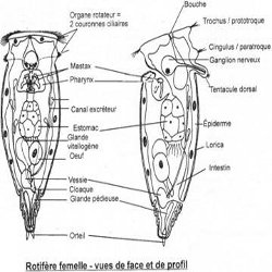 Triploblastique acoelomate et pseudo-coelomate