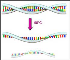 PCR