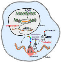 l12-biomol-chap3-2-transcription