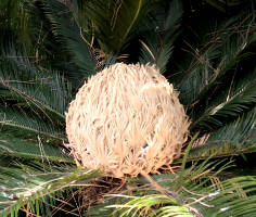 Pré-spermaphyte, coeur de Cycas