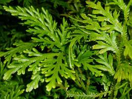 Selaginella caniculata - image tirée de la Wikipedia