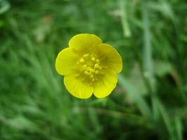 Fleur d'angiosperme dicotylédone : Ranunculus acris - http://commons.wikimedia.org/wiki/File:Ranunculus_acris001.jpg