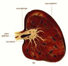 l12-immunologie-chap2-rate