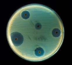 l12-microbio-chap4-antibiotique