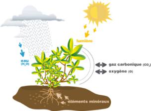 l12-physiovegetale-partie1-chap1_besoinsalimentaires 