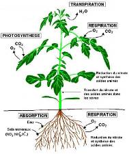 l12-physiovegetale-partie1-chap4_nutritioneneau