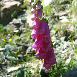 Illustration de cormophyte avec Digitalis purpurea