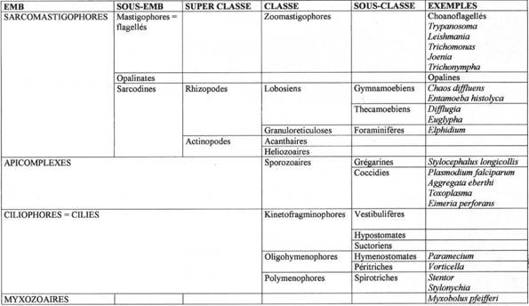 classification des protozoaires