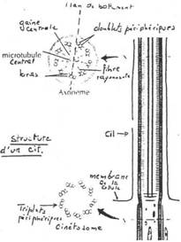 cils et flagelles de protozoaires