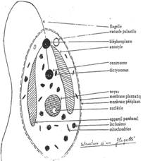 protozoaires paraziták de l homme)