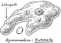 lobopodes d'entamoeba hystolytica