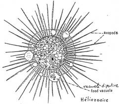 axopodes de protozoaires