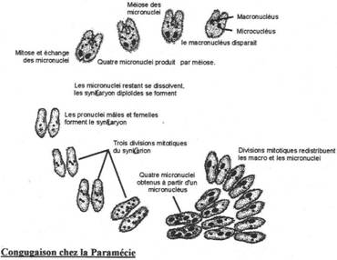 conjugaison des ciliés (paramécie)