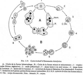 Cycle d'Entamoeba histolytica