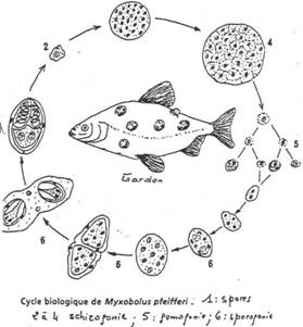 cycle biologique du Myxobolus