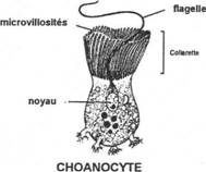 spongiaire : choanocyte