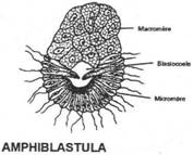Spongiaire : amphiblastula