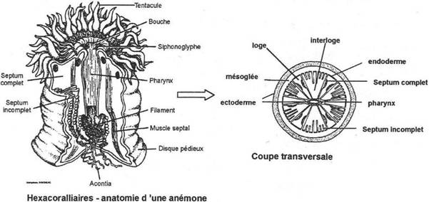 Cnidaire, coupe anatomique d'un hexacoralliaire, anémone