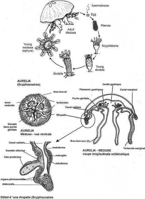 Cycle et anatomie de scyphozoaires