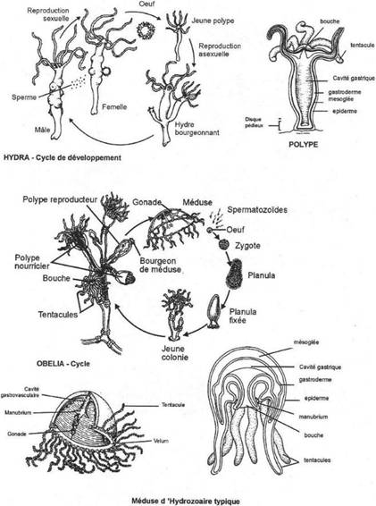 Cycle et anatomie d'hydrozoaires