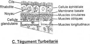 Tégument de turbellarié