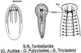système nerveux de turbellariés
