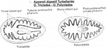 appareil digestif de turbellariés (tricaldia et polycladia)