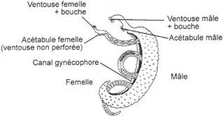 Représentation de trématodes mâle et femelle