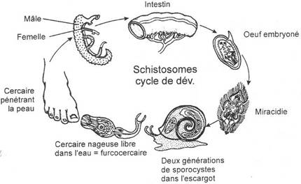 cycle de schistosomes