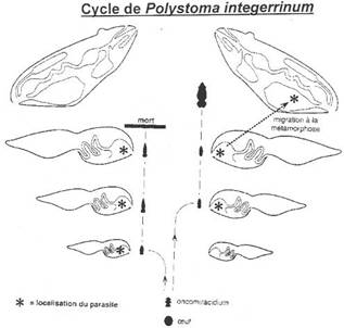 Cycle de Polystoma integerrinum