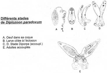 Différents stades de Diplozoon paradoxum
