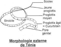 Morphologie externe du ténia