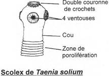 Scolex de Taenia solium