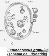 Echinonoccus granulus - schéma de l'Hydatide